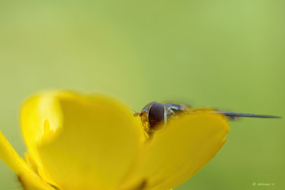 Stuif es in - Geleedpotigen - 